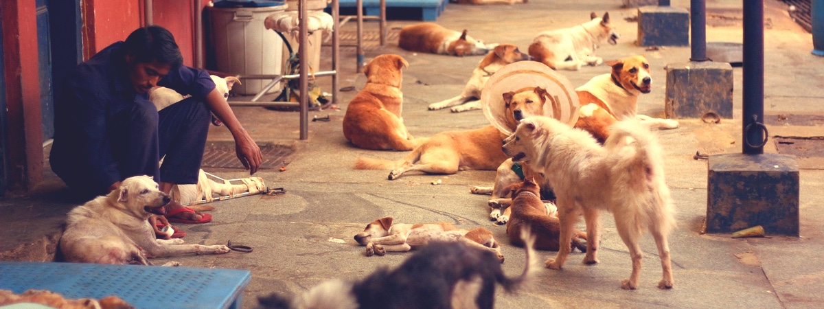 Grantee: Save Our Strays