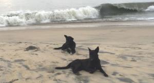 Blue Cross of India at Pondicherry