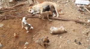 Blue Cross of India at Pondicherry